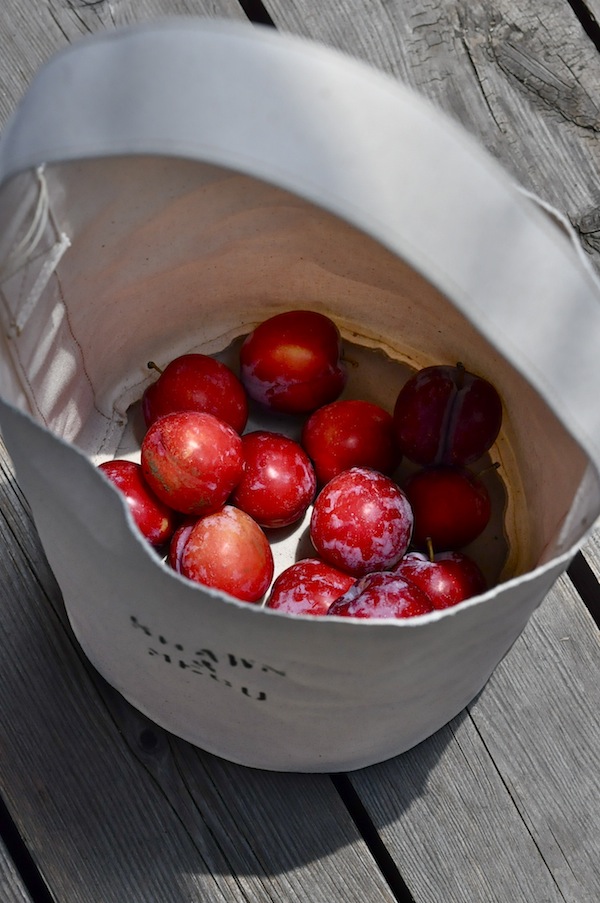 plum_b0172633_1254289.jpg
