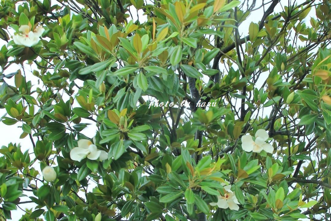 f0297537_17334932.jpg