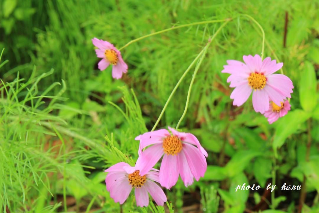 f0297537_17340418.jpg
