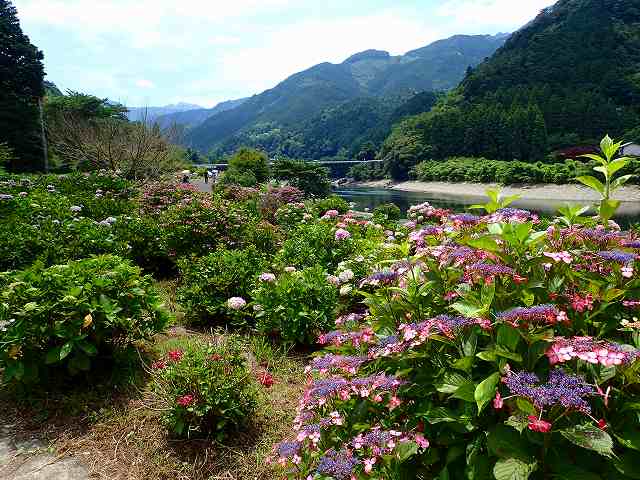 四国中央市嶺南あじさい祭り、法皇湖と下長瀬。_d0080249_16341993.jpg