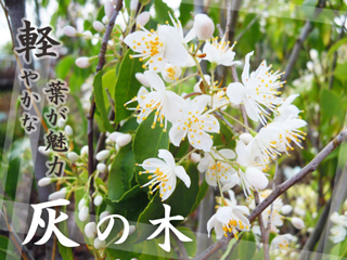 植樹記録_a0150850_18060023.jpg