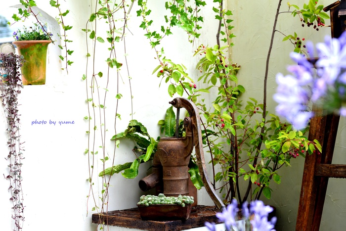 花フェスタ 2015_a0322950_14271472.jpg