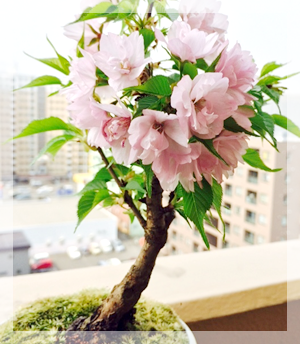 桜の苔盆栽_e0347355_16511790.png