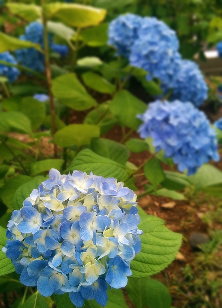 資福寺　あじさい寺へ_d0039059_15491886.jpg