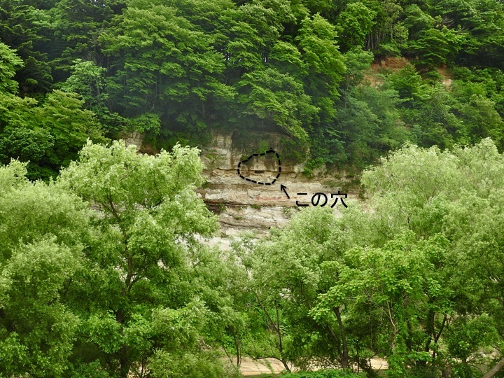 梅雨空の探鳥会_c0260460_16425902.jpg