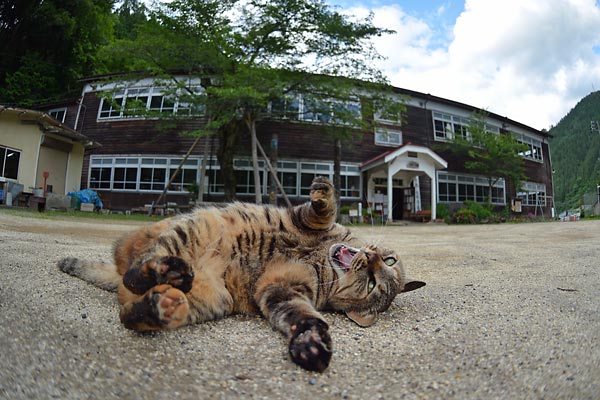 猫校長「たかね」と旧木沢小学校木造校舎・2014_c0043361_1614258.jpg