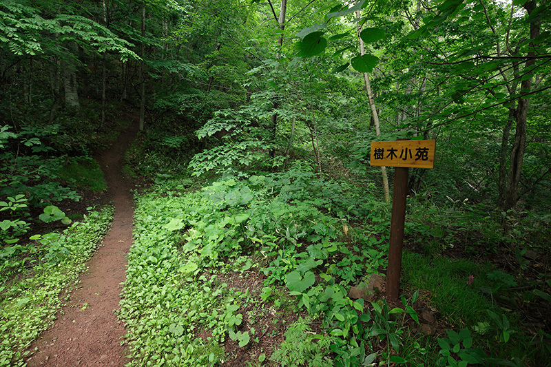 仁頃山　【　↑東尾根　↓東新道　2015-13 　】_f0054366_22330816.jpg