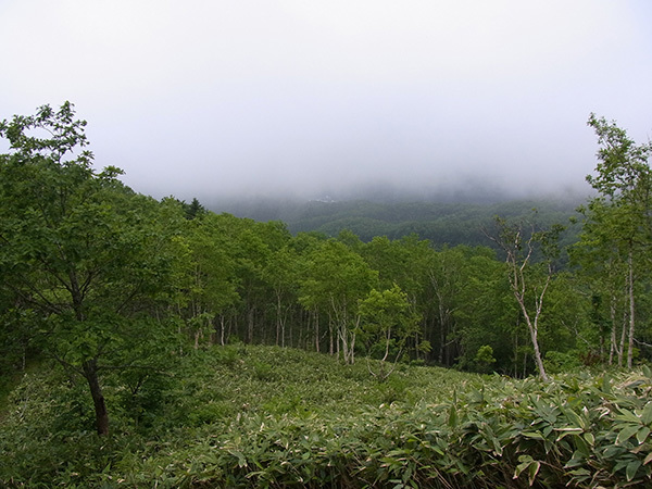 仁頃山　【　↑東尾根　↓東新道　2015-13 　】_f0054366_22343963.jpg