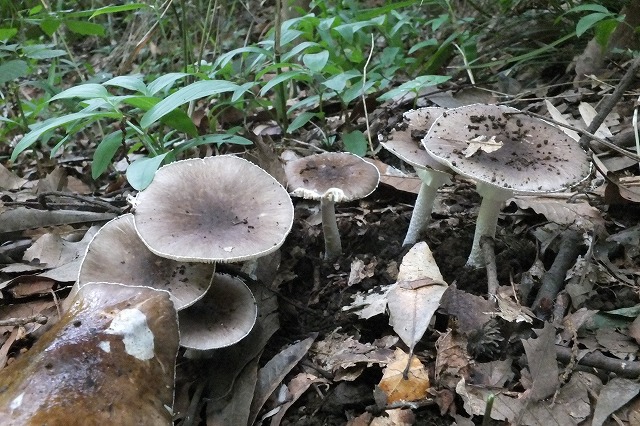 中 大型のキノコ 3種 2 15 6 27 コテングタケモドキ シロタマゴテングタケ ほか 舞岡公園の自然2 中 大型のキノコ 3種 2 15 6 27 コテングタケモドキ シロタマゴテングタケ ほか 舞岡公園の自然2
