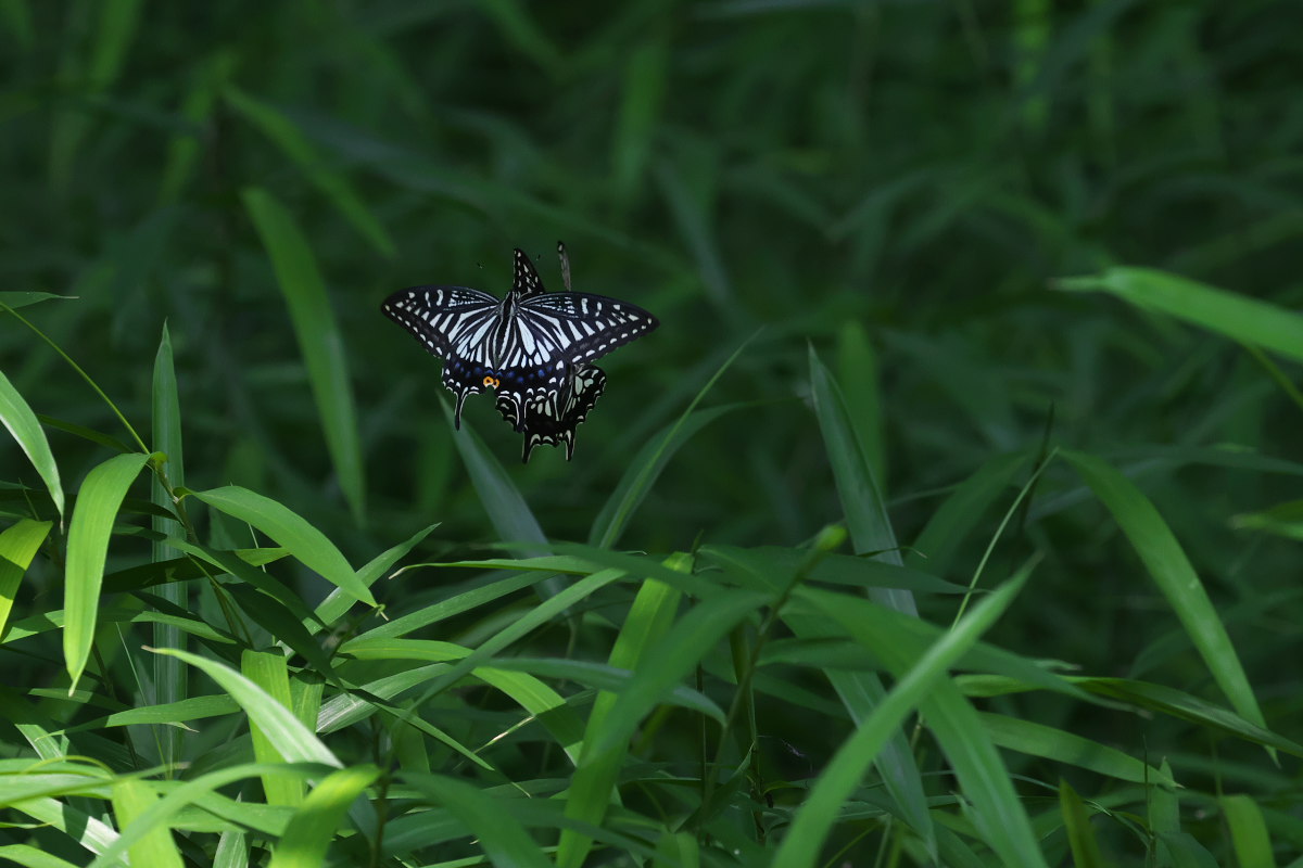 アゲハの舞　他_a0083081_151884.jpg