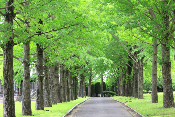 県立歴史館の大賀ハス_d0017189_147399.jpg