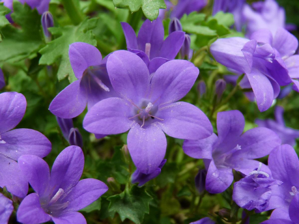 ベルフラワー 乙女座宮 ベルフラワー 乙女座宮