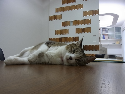 ハッピーのお仕事_b0186200_22093312.jpg