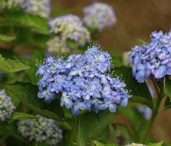 ブラ～♪っとお出かけ　あじさい森林植物園編_a0123003_23223468.jpg