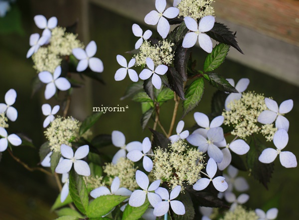 ブラ～♪っとお出かけ　あじさい森林植物園編_a0123003_23285317.jpg