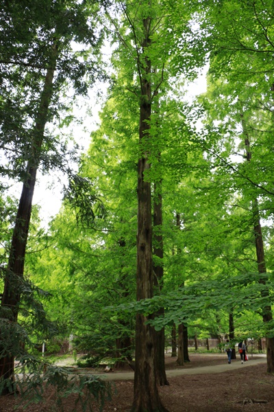 ブラ～♪っとお出かけ　あじさい森林植物園編_a0123003_23352445.jpg