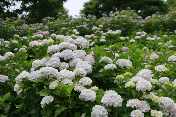 ブラ～♪っとお出かけ　あじさい森林植物園編_a0123003_23432054.jpg