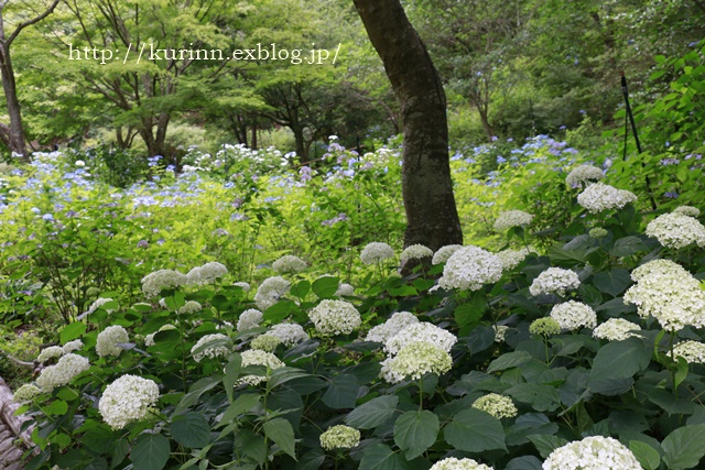 ブラ～♪っとお出かけ　あじさい森林植物園編_a0123003_23473168.jpg