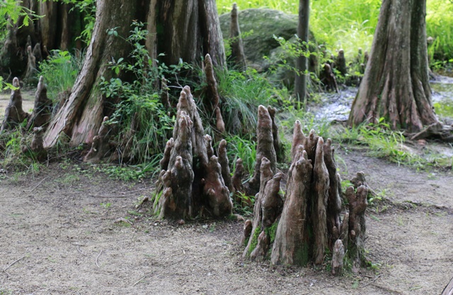 ブラ～♪っとお出かけ　あじさい森林植物園編_a0123003_23522921.jpg