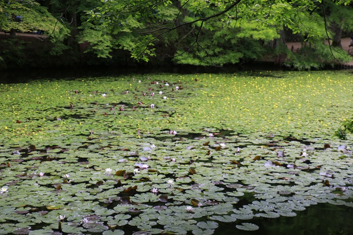 ブラ～♪っとお出かけ　あじさい森林植物園編_a0123003_23595642.jpg