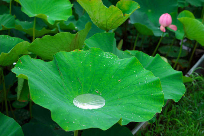 上尾市と伊奈町の境にある原市沼の古代蓮の花1_a0263109_114945100.jpg