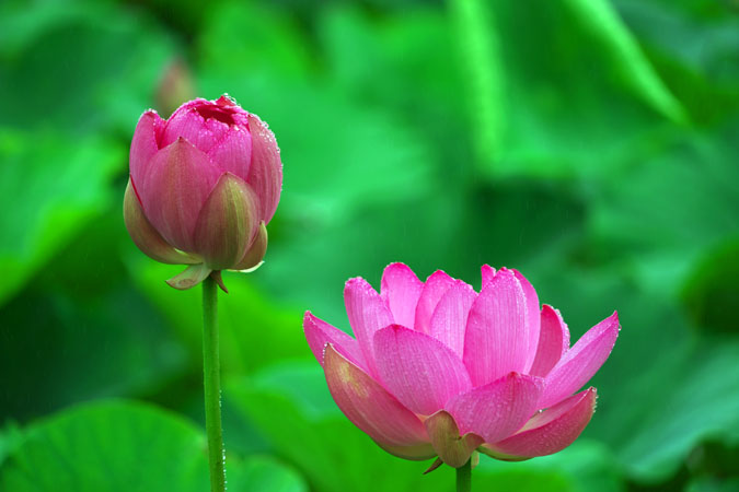 上尾市と伊奈町の境にある原市沼の古代蓮の花1_a0263109_11524666.jpg