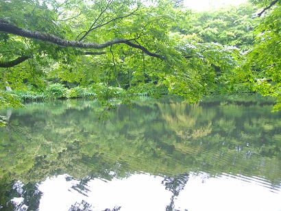 雨上がりの雲場池_e0124010_1435930.jpg