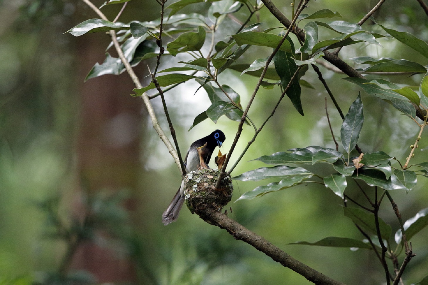 サンコウチョウ　その2_f0239515_864681.jpg