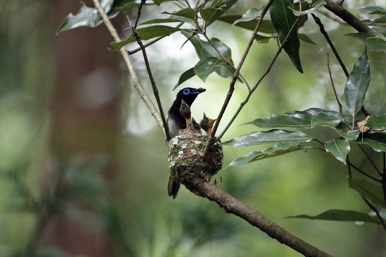 サンコウチョウ　その2_f0239515_871032.jpg