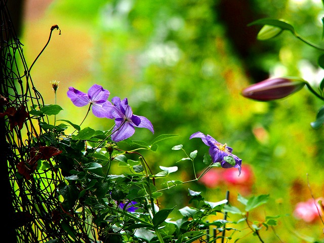 a0087818_14343623.jpg