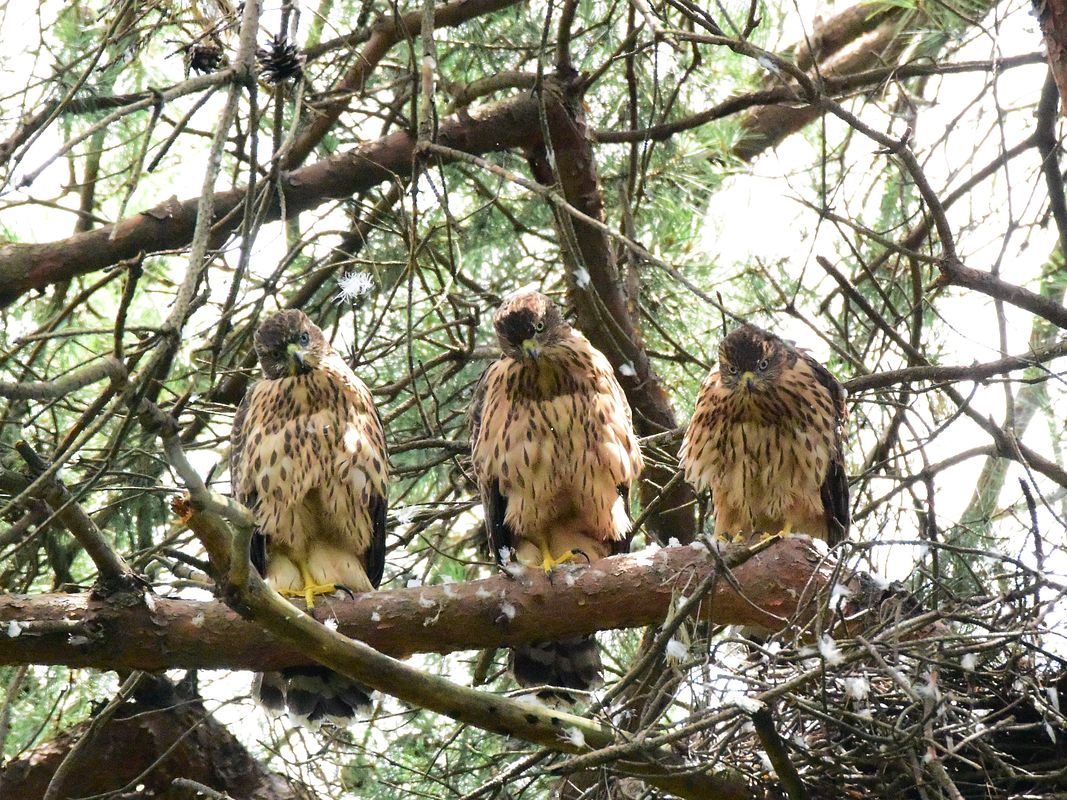 オオタカ幼鳥三羽が揃い踏み♪！＆・・・_a0031821_19534138.jpg