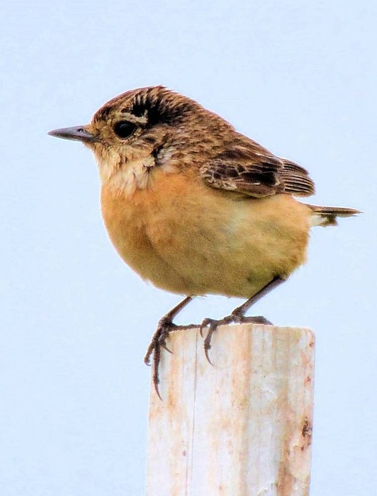 北の森からエゾリスと野鳥便り _d0098721_21173291.jpg