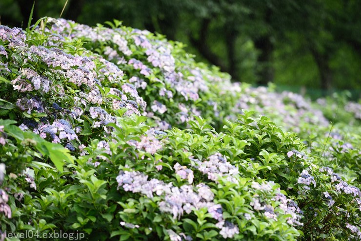 巾着田 ～紫陽花と蓮～ 1_d0319222_9223470.jpg