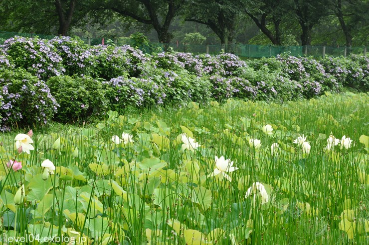 巾着田 ～紫陽花と蓮～ 1_d0319222_9224941.jpg