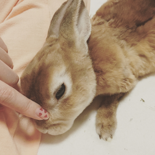 敵の気配を察知 うさまっこブログ