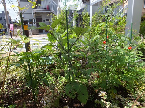 たかさご菜園 in練馬_f0144724_2139293.jpg
