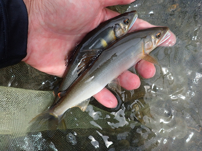 日本一きれいな川のまちづくり_f0103126_20522367.jpg