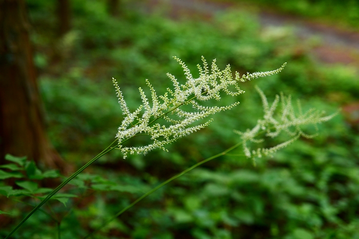 トリアシショウマ_b0236334_2112461.jpg