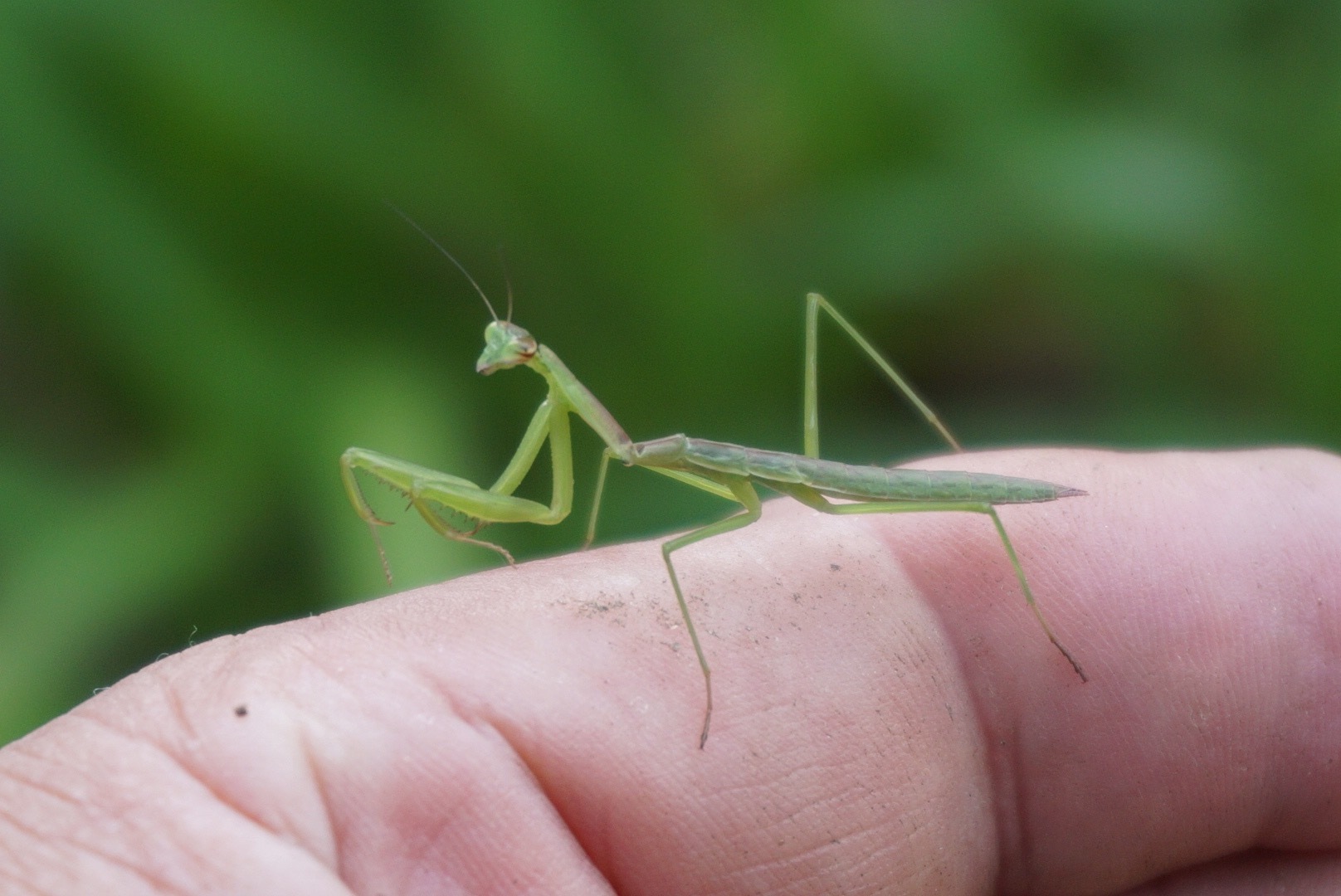 カマキリの赤ちゃん 今日の一枚