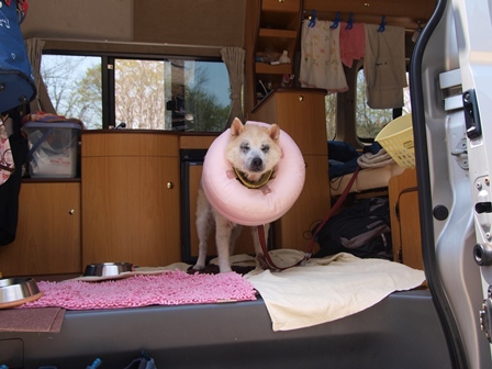 ＧＷ津軽半島犬連れ車中泊の旅　道の駅みねはま～乳頭温泉～道の駅雫石～帰宅編_b0080342_1857313.jpg