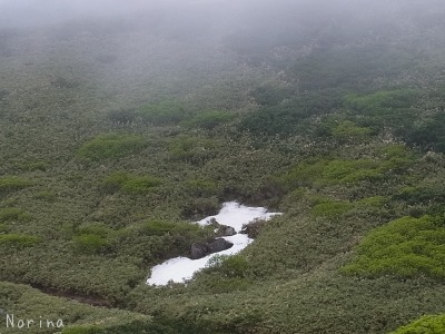 富良野岳 25/06/’15_e0326953_22501316.jpg