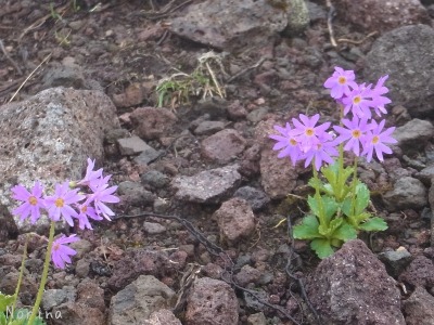富良野岳 25/06/’15_e0326953_23185456.jpg