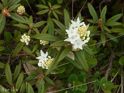 富良野岳 25/06/’15_e0326953_2340146.jpg