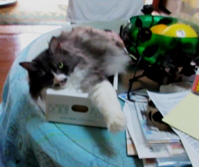 やっぱり飼ったのね!_e0074955_831756.jpg