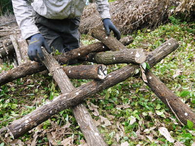 原木しいたけ　原木の本伏せ作業2015_a0254656_19385099.jpg