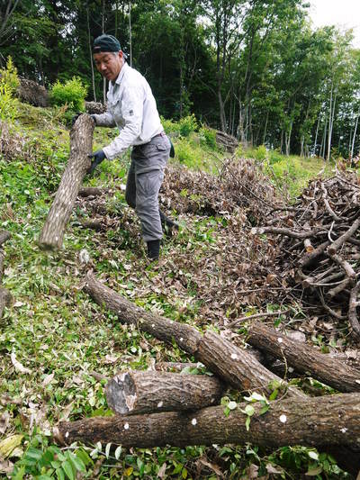 原木しいたけ　原木の本伏せ作業2015_a0254656_19452313.jpg