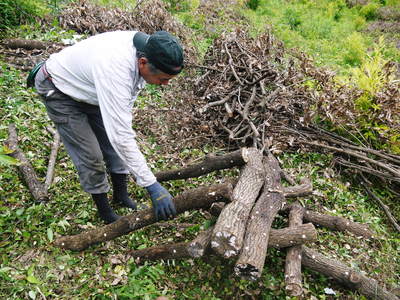 原木しいたけ　原木の本伏せ作業2015_a0254656_19545982.jpg
