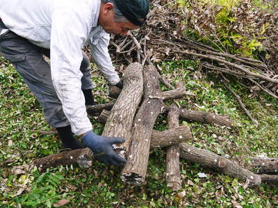 原木しいたけ　原木の本伏せ作業2015_a0254656_1954869.jpg