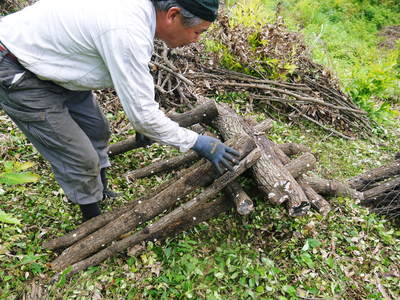 原木しいたけ　原木の本伏せ作業2015_a0254656_1959056.jpg