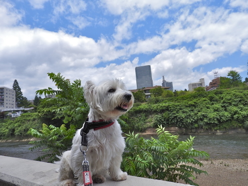 梅雨の晴れ間の洗濯日和_c0260460_14031234.jpg